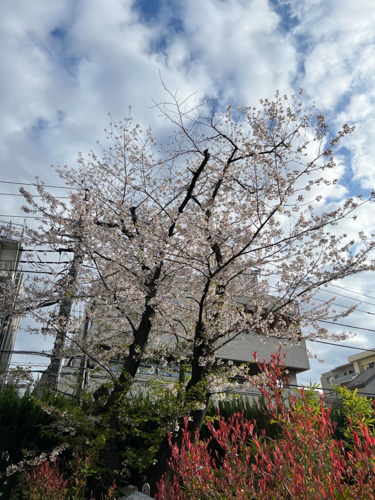 日輪寺境内の桜